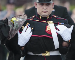 Marine Wanted To Give A Proper Farewell To The Battle Buddy Who Was More Than A Dog