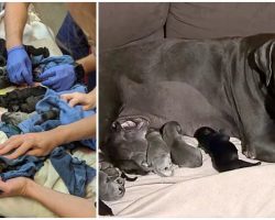 Mastiff Gives Birth To A Whopping 21 Puppies, Breaks A National Record