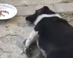Street Dog Could Only Crawl Over To The Food The Rescuer Offered