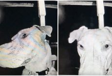 Missing Dog Returns Home by Ringing Owners’ Doorbell at 3 AM