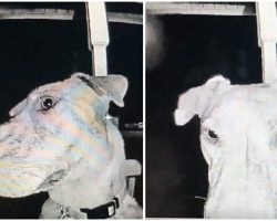 Missing Dog Returns Home by Ringing Owners’ Doorbell at 3 AM
