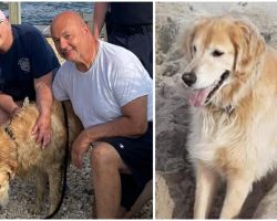 Missing Dog Found Swimming In Jersey Shore Bay, Reunites With Family