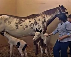 16-Year-Old Pregnant Horse Gives Birth To Extremely ‘Rare’ Healthy Twin Foals