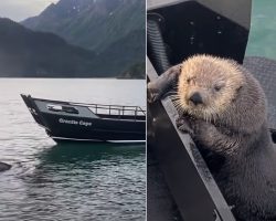 Otter Jumps Onto Guy’s Boat Escaping Orca With Seconds To Spare