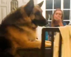 150-Pound German Shepherd Loses 50 Pounds