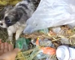 Tiny Pup Found In The Trash Fit In The Palm Of His Rescuer’s Hand