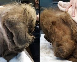 Dog Covered In 15 Extra Pounds Of Matted Fur Freed From His Prison