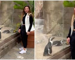 Penguin Becomes Friends with Woman Thanks to her ‘Penguin-like’ Black-and-White Outfit