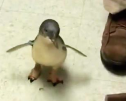 Cookie the Penguin Looks and Looks for his Caregiver and Flips Out When He Finally Finds Him