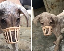 Stray Puppy Believed Rescuers Were Going To Hurt Her, So She Had To Be Muzzled