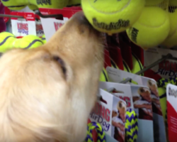 This Dog Never Knew Love, But Watch As She Picks Out Her Very First Toy