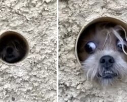Paranoid Pup Uses Pipe To Watch Passersby And Guard Her Home