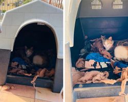 Sweet Pit Bull Allows Pregnant Stray Cat Inside His Doghouse To Give Birth