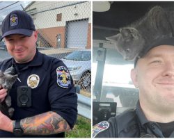 Police Officer Finds Stray Kitten Under His Car, Decides To Adopt Her As His ‘Partner’