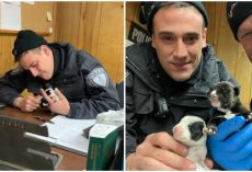Police Officers Spend Thanksgiving Helping Newborn Puppies Separated From Their Momma