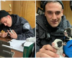 Police Officers Spend Thanksgiving Helping Newborn Puppies Separated From Their Momma