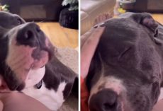 Dog Raised With Cats Now Purrs When Petted