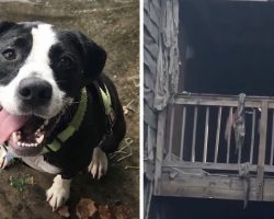 She Lost Everything In The House Fire, But Then A Faint Bark 2 Days Later