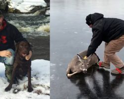 Farmer Sees Deer Trapped On The Ice, Comes Back With A Friend To Help