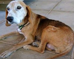 Rescued Dog Waited In The Cold For Years While Her Face Greyed & Cancer Spread