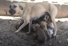 Fearful Mama Dog Starts Trusting Once She Knows Her Babies Are Safe