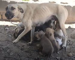 Fearful Mama Dog Starts Trusting Once She Knows Her Babies Are Safe