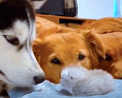 Dogs Meet Their Newest Kitten Sibling For First Time & Can’t Get Enough Of Her