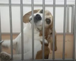 Beagle Is Rescued From His Cage & Experimentation To See The Sunshine & Grass