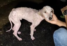 A Young Dog Suffering On The Streets Musters Up The Energy To Wag His Tail