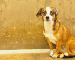 Scared Dog Never Wagged Her Tail Until She Met Her Foster Dad