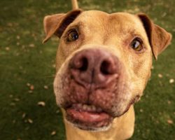 Longest Resident Senior Dog At Shelter Finally Gets Adopted & Finds A Forever Home