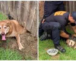 Senior Dog Tries To Escape His Yard & Gets In Tight Jam Under Broken Fence