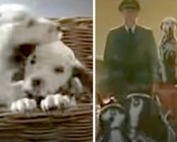 Separated At Birth, Two Dalmatians Recognize Each Other Later On In Life