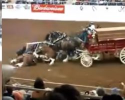 Clydesdales Tumble And Pile Up During A Show, And The Crowd Gasps In Unison
