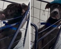 Girls Find Skinny Dog Under A Bridge, Put Him In A Cart With Some Blankets