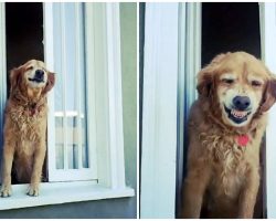 Friendly Senior Golden Greets His Neighbors Every Day With A Huge Grin