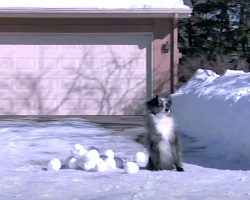 Dog Throws A Snowball And Hits A Car, And It Stops In The Middle Of The Road