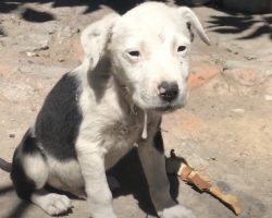 Little Puppy Couldn’t Eat Or Drink, And He Just Sat There Drooling