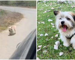 Abandoned Dog Chases Down Car Of Vacationing Couple Begging To Be Rescued