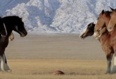 Clydesdales Line Up For A Game Of Football When A ‘Streaker’ Runs Onto The Field