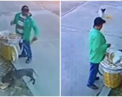 Street Vendor Caught On Camera Giving Hungry Stray Dogs Who Were Following Him Food From His Supply