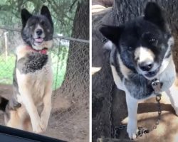 Woman Visits A Chained Up Dog For Over A Year