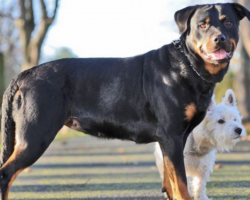 Tiny Terrier And Giant Rottweiler Have Puppies, And ‘Wotties’ Are The Result