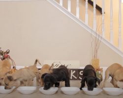 Rescue Puppies Get Food Coma After Their First Thanksgiving Meals