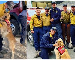 Therapy Dog Helps Comfort Firefighters Battling The Blazes In California