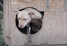 Dog Rescued From Dogfighting Operation – Freed From Life On Chain & Starts New Life
