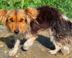 Dog Can’t Stop Smiling After She Got Rescued