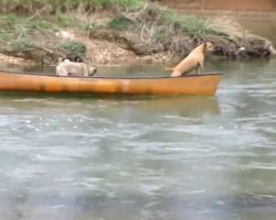 Trapped Dogs in Runaway Kayak Tosses Rope to Swimming Labrador to Pull Them to Land