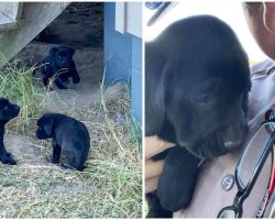 State Trooper Helps Find A Forever Home For Three Stray Puppies After Finding Them On Duty