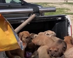 Truck Bed Full Of Puppies Left Alongside The Road To Fend For Themselves